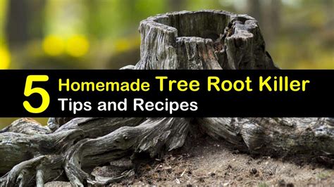 We did not find results for: Cheap Tree Stump Removal - 5 Homemade Tree Root Killer ...