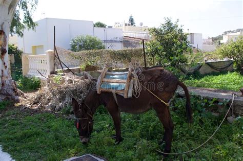 Greek Donkey Lakki Leros Dodecanese Leros Greece Stock Photo