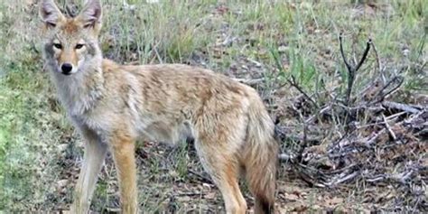 Coyote Killing Contest Matter Of Perspective