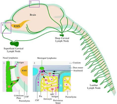 Cns Lymphatic System Drainage Schematic Illustration Of The