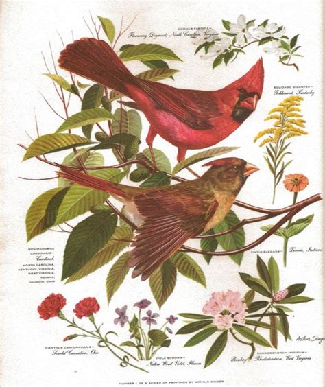 Set Of 8 Vintage Arthur Singer Wildlife Bird By Pansybelleattic Bird