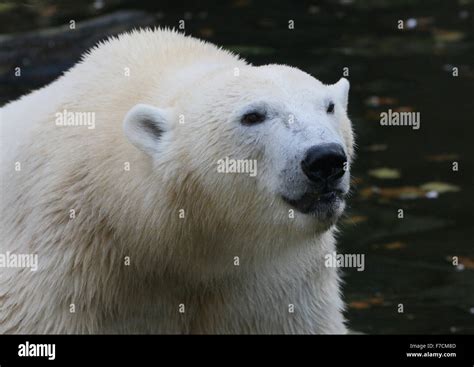 Mature Polar Bear Ursus Maritimus Closeup Of The Head Stock Photo
