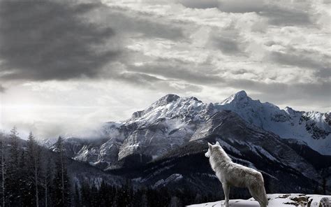 Gray Wolf Wallpapers Wallpaper Cave