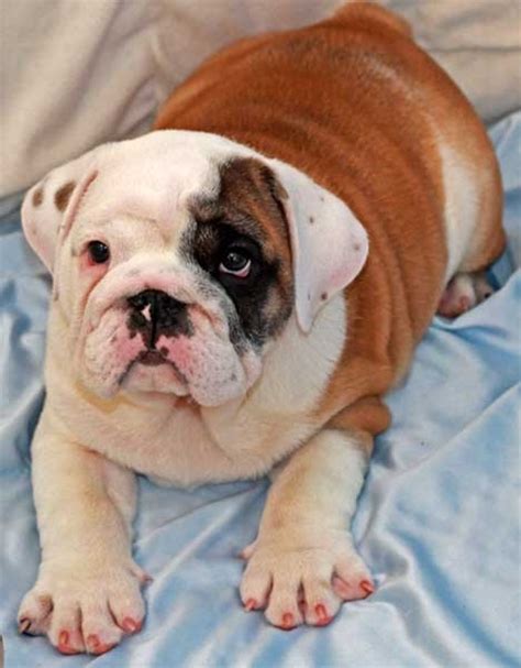 All of our adults are registered purebred english bulldogs (akc). English Bulldog Puppy for Sale in Boca Raton, South Florida - Bulldog