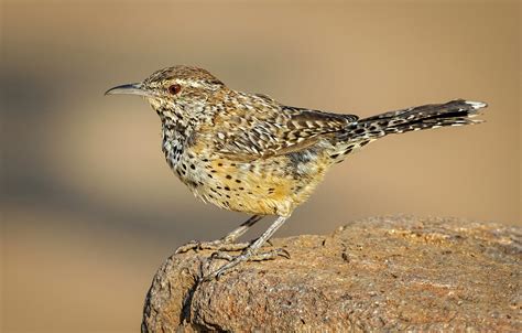The cactus wren (campylorhynchus brunneicapillus) is a species of wren endemic to the deserts of the southwestern united states and northern and central mexico. Wallpaper bird, beak, tail, ordinary cactus Wren images ...