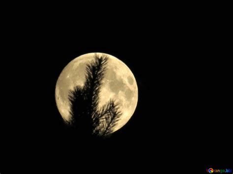 Full Moon In The Forest Free Image № 27202