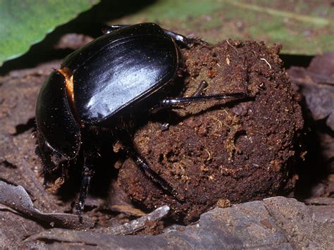 Dung Beetle Facts Interesting 20 Facts About Dung Bee