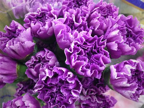 Carnations Northwest Wholesale Florists