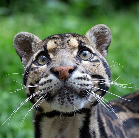 12 Of The Most Beautiful Exotic Cats In The World