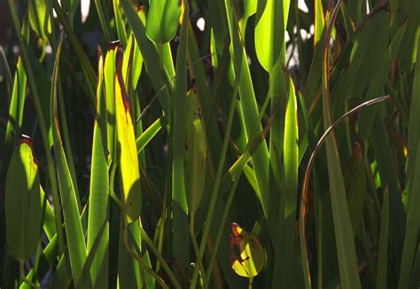 Closeup Of Green Reeds Free Stock Photo Public Domain Pictures