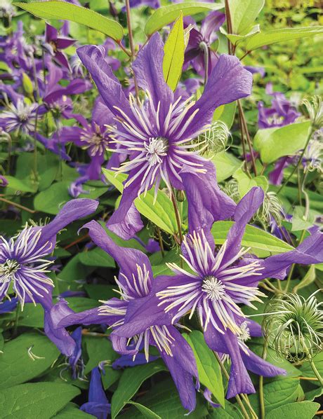 Check spelling or type a new query. Clematis - Tesselaar