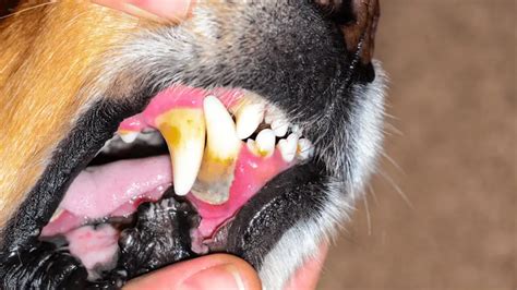 Periodontal Disease In Dogs Causes And Treatment World Dog Finder