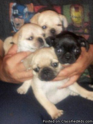 Click here to be notified when new pug puppies are listed. Pug Puppies for Sale in Roanoke, Virginia Classified | AmericanListed.com