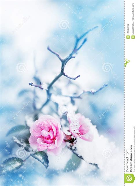 Beautiful Pink Roses In Snow On A Blue Background Snowing Stock Photo