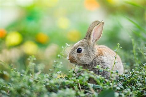 Premium Photo Cute Rabbit Sitting On Brick Wall Meadow Easter Bunny