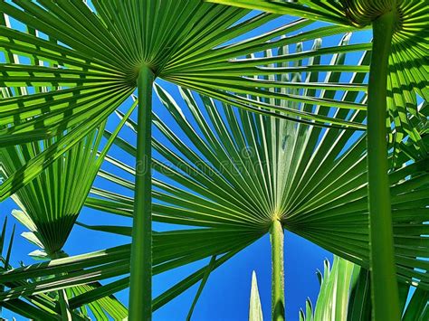 Green Palm Leaves Sky Shining Through Jagged Palm Leaves Tropical