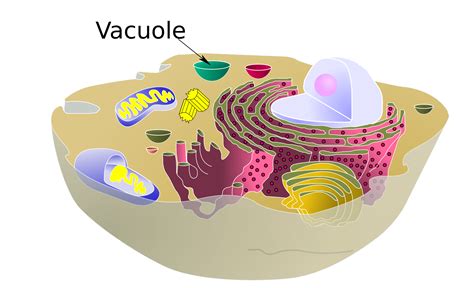 Vacuoles are essentially enclosed compartments which are filled with water containing inorganic and organic molecules including enzymes in solution. Vacuoles; Vacuole