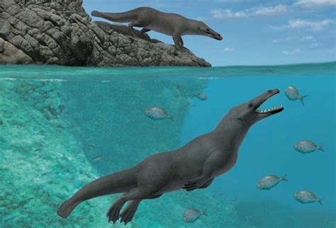 Four Legged Whales Once Straddled Land And Sea Popular Science