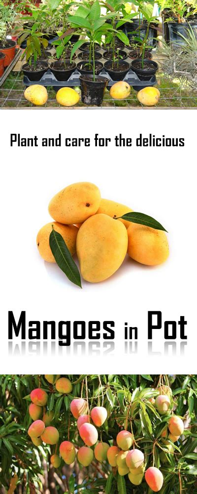 How To Grow Mango Tree Growing Mango Easily Everything
