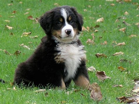 Bernese Mountain Dog Puppies Picture Ny Dog Breeders Guide
