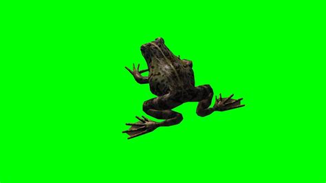 Frog Idle 2 Green Screen Youtube