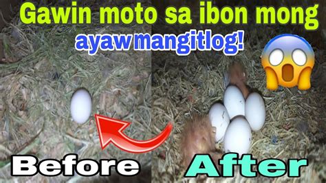 Gawin Nyo Ito Sa Ibon Nyong Ayaw Mangitlog Para Mag Breed At Mangitlog