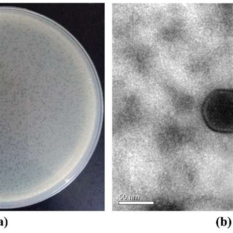 A Phage Plaques Formed In Double Layer Agar Plates And B