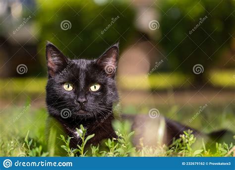 Un Gato Negro Con Bigote Blanco Y Ojos Amarillos Escondidos En El Pasto