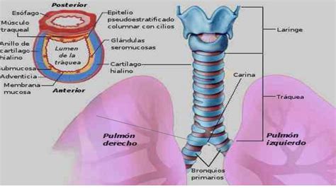 Sistema Respiratorio Anatomia Y Fisiologia Ppt Sistema Respiratorio