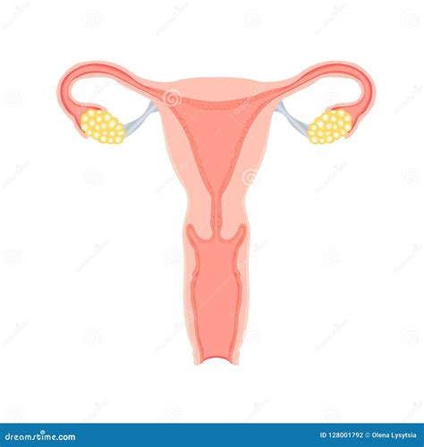 Female Reproductive System Vector 128001792