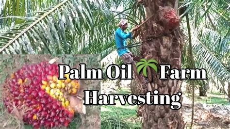 Palm Oil Farm Harvesting Manually In Telangana India Seedbasket Youtube
