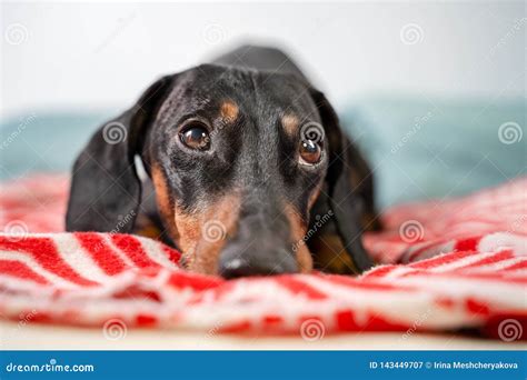 Funny Young Dachshund Black And Tan Lying Covered In Throw Blanket