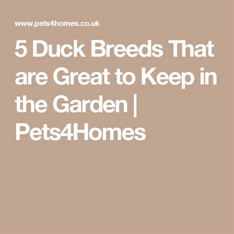 5 Duck Breeds That Are Great To Keep In The Garden Pets4homes Duck