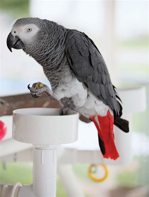 African Gray Parrot Care Diet And Habitat Britannica