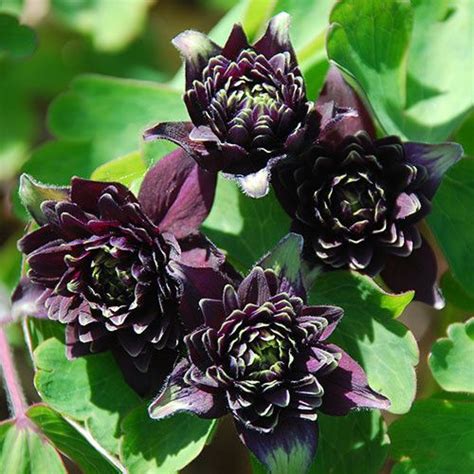 We did not find results for: Aquilegia 'black barlow' (With images) | Flower seeds ...