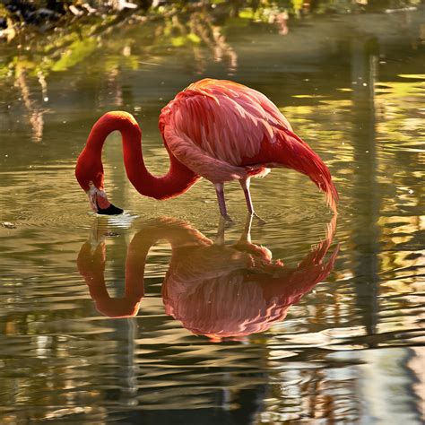 It's me...Flamingo | Seen this beautiful flamingo yesterday … | Flickr