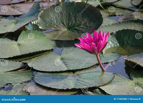 Pink Lotus Is Blooming In Lake Stock Photo Image Of Floral Daytime