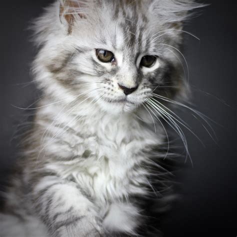 34 Maine Coon Cat Size Comparison Furry Kittens