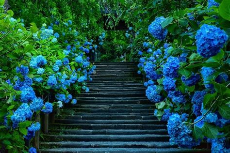 Visit Japan The Beautiful Bright Blue Ajisai Flowers Japanese