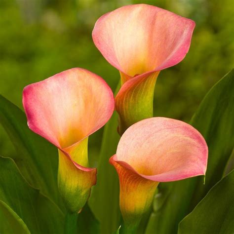 Calla Lily Zantedeschia Peach Pazazz In The Callas Database