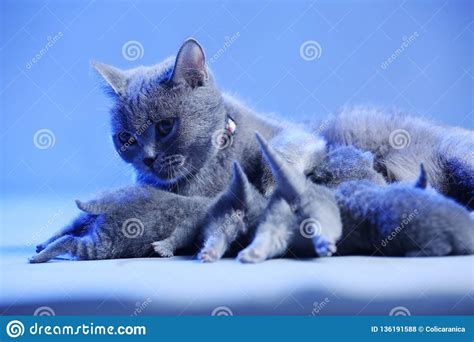 Gato Que Le Alimenta Los Gatitos Reci N Nacidos Fondo Azul Foto De