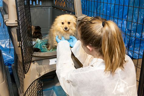Aspca Places Dogs Rescued From Alabama Puppy Mill In 11 States Aspca