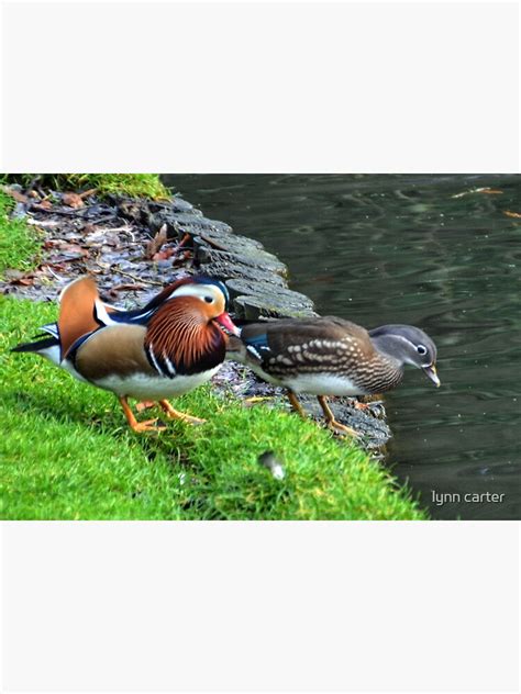 A Pair Of Mandarin Ducks Photographic Print By Lynn45 Redbubble