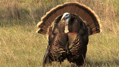 Female Wild Turkeys Parse The Courtship Performances Of Males To