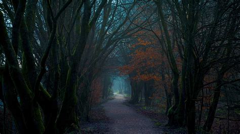 Fondos De Pantalla Naturaleza Paisaje Oscuro Bosque Árboles