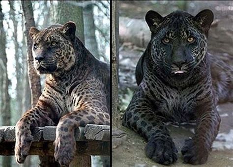Hybrid Lion Leopard