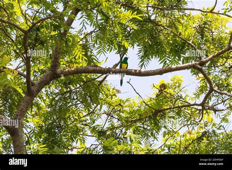 Bird African Emerald Cuckoo Ethiopia Wildlife Stock Photo Alamy