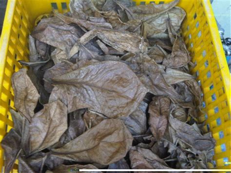 + praktis, tinggal campurkan ekstrak daun ketapang susuai kebutuhan. Jual daun ketapang kering obat ikan cupang di lapak ziqry ...
