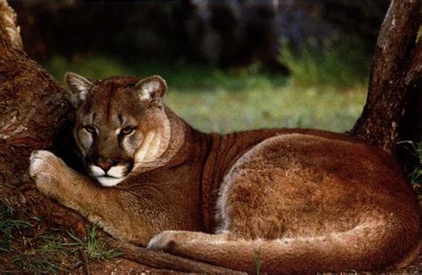 Cougar Puma Concolor 퓨마쿠거 Resting Under Tree Image Only