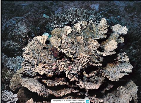 Turbinaria Heronensis Spiny Turbinaria Coral